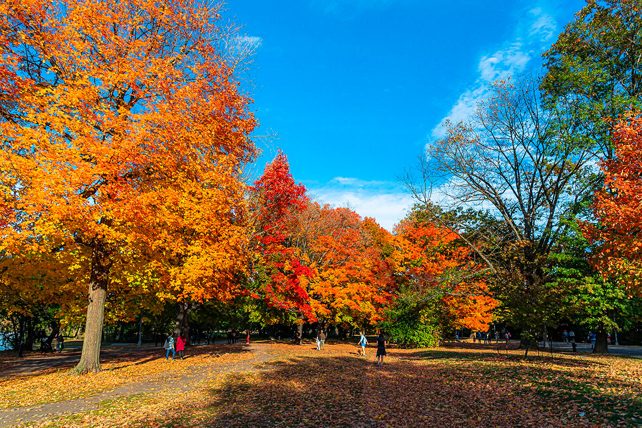 Brooklyn côté nature : parcs emblématiques et découvertes culturelles